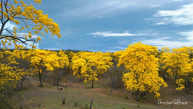 Floración de Guayacanes en Mangahurco