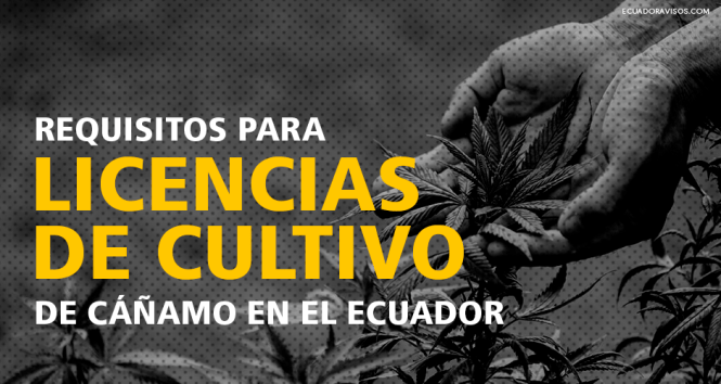licencias-cultivo-cáñamo-ecuador-cannabis